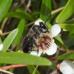 Leioproctus sp. (genus) at Acton, ACT - 23 Feb 2023