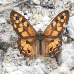 Geitoneura klugii (Marbled Xenica) at Birrigai - 22 Feb 2023 by JohnBundock