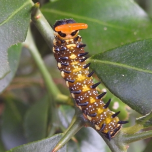 Papilio anactus at Acton, ACT - 23 Feb 2023