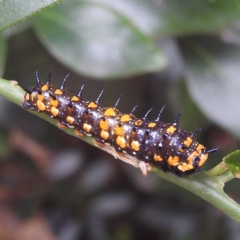 Papilio anactus at Acton, ACT - 23 Feb 2023 02:47 PM