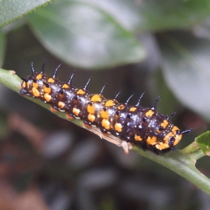 Papilio anactus at Acton, ACT - 23 Feb 2023