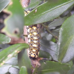 Papilio anactus at Acton, ACT - 23 Feb 2023