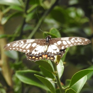 Papilio anactus at Acton, ACT - 23 Feb 2023