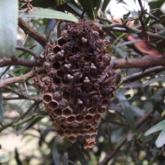 Ropalidia plebeiana (Small brown paper wasp) at ANBG - 23 Feb 2023 by HelenCross