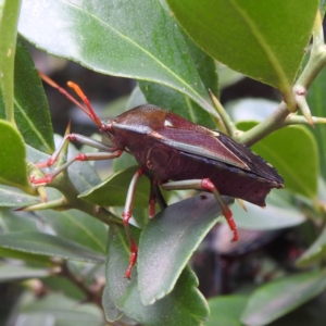 Musgraveia sulciventris at Acton, ACT - 23 Feb 2023