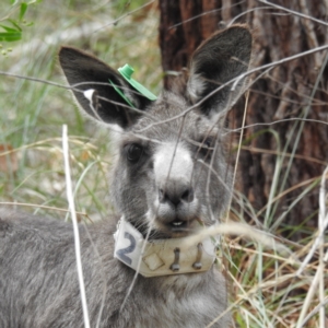 Macropus giganteus at Acton, ACT - 23 Feb 2023