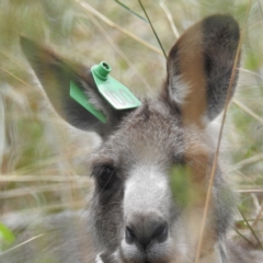 Macropus giganteus at Acton, ACT - 23 Feb 2023