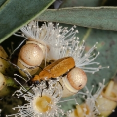 Zonitis sp. (genus) (Oil beetle) at Acton, ACT - 23 Feb 2023 by Roger