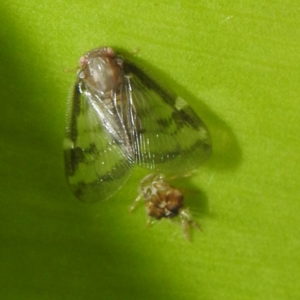 Scolypopa australis at Acton, ACT - 23 Feb 2023