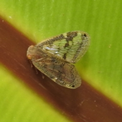 Scolypopa australis at Acton, ACT - 23 Feb 2023