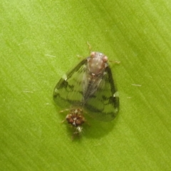 Scolypopa australis at Acton, ACT - 23 Feb 2023