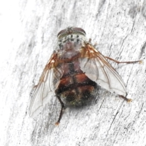 Rutilia (Donovanius) sp. (genus & subgenus) at Paddys River, ACT - 23 Feb 2023