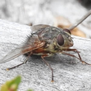 Rutilia (Donovanius) sp. (genus & subgenus) at Paddys River, ACT - 23 Feb 2023 11:05 AM