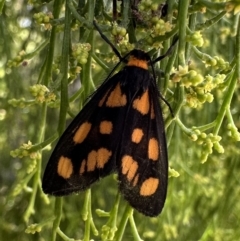 Asura cervicalis (Spotted Lichen Moth) at Mount Ainslie - 16 Feb 2023 by Pirom