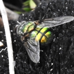 Rutilia (Chrysorutilia) sp. (genus & subgenus) (A Bristle Fly) at Birrigai - 23 Feb 2023 by JohnBundock
