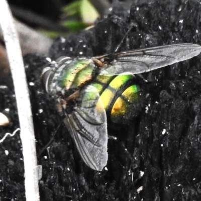 Rutilia (Chrysorutilia) sp. (genus & subgenus) (A Bristle Fly) at Paddys River, ACT - 23 Feb 2023 by JohnBundock