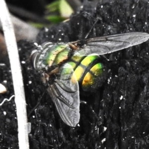 Rutilia (Chrysorutilia) sp. (genus & subgenus) at Paddys River, ACT - 23 Feb 2023