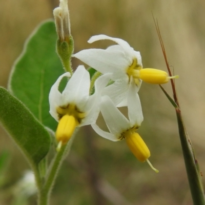 Solanum chenopodioides (Whitetip Nightshade) at Birrigai - 23 Feb 2023 by JohnBundock