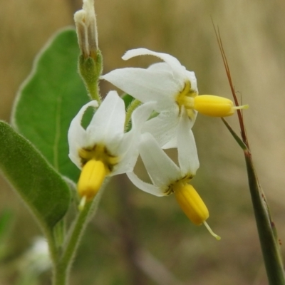 Solanum chenopodioides (Whitetip Nightshade) - 23 Feb 2023 by JohnBundock