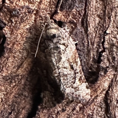 Unidentified Tortricid moth (Tortricidae) at Ainslie, ACT - 18 Feb 2023 by Pirom