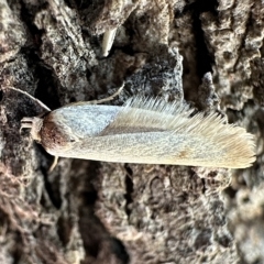 Corynotricha antipodella at Hackett, ACT - 17 Feb 2023 by Pirom