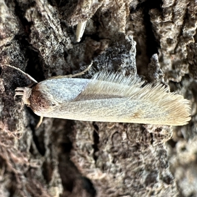 Unidentified Concealer moth (Oecophoridae) at Hackett, ACT - 17 Feb 2023 by Pirom