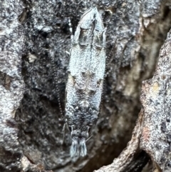 Leptozestis sp nr harmosta at Ainslie, ACT - 18 Feb 2023 by Pirom