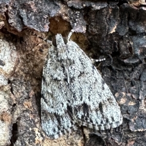 Spectrotrota fimbrialis at Ainslie, ACT - 18 Feb 2023 05:34 PM