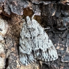 Spectrotrota fimbrialis (A Pyralid moth) at Ainslie, ACT - 18 Feb 2023 by Pirom