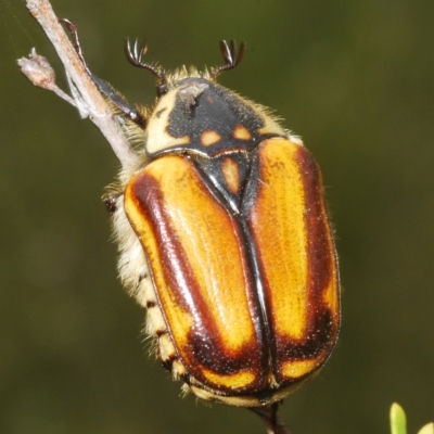 Chondropyga gulosa (Highland cowboy beetle) at Tinderry, NSW - 23 Feb 2023 by Harrisi