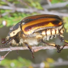 Chondropyga gulosa at Tinderry, NSW - 23 Feb 2023