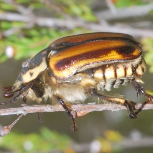 Chondropyga gulosa at Tinderry, NSW - 23 Feb 2023