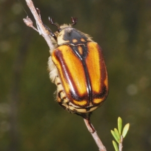 Chondropyga gulosa at Tinderry, NSW - 23 Feb 2023