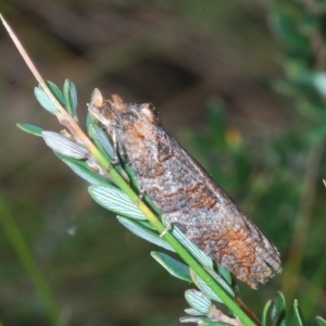 Olethreutinae (subfamily) at Tinderry, NSW - 23 Feb 2023