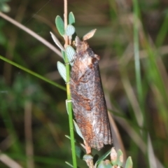 Olethreutinae (subfamily) at Tinderry, NSW - 23 Feb 2023