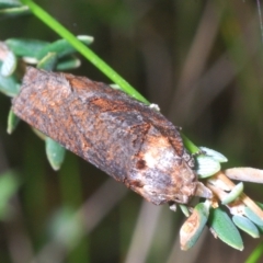 Olethreutinae (subfamily) at Tinderry, NSW - 23 Feb 2023