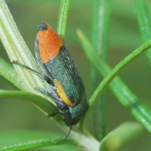 Castiarina kerremansi at Tinderry, NSW - 23 Feb 2023 02:54 PM