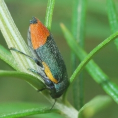 Castiarina kerremansi (A jewel beetle) at Tinderry, NSW - 23 Feb 2023 by Harrisi