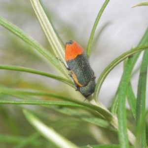 Castiarina kerremansi at Tinderry, NSW - 23 Feb 2023 02:54 PM