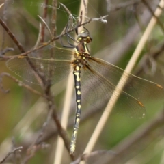 Synthemis eustalacta (Swamp Tigertail) at Braemar - 18 Feb 2023 by Curiosity