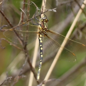 Synthemis eustalacta at Braemar, NSW - 18 Feb 2023 05:01 PM