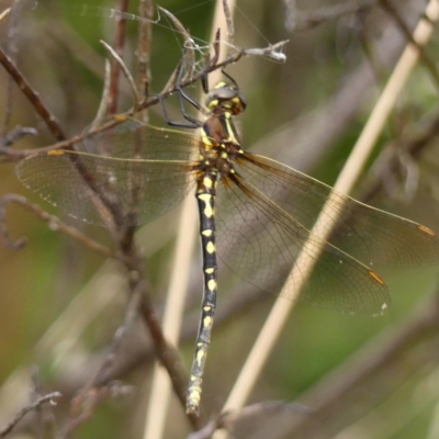 Synthemis eustalacta (Swamp Tigertail) at Wingecarribee Local Government Area - 18 Feb 2023 by Curiosity