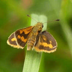 Ocybadistes walkeri (Green Grass-dart) at Braemar - 19 Feb 2023 by Curiosity