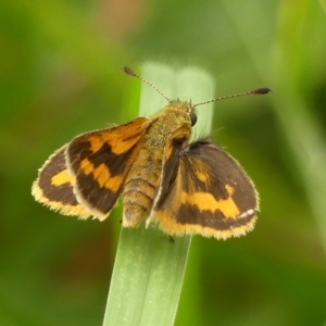 Ocybadistes walkeri at Braemar, NSW - 19 Feb 2023