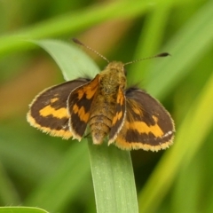 Ocybadistes walkeri at Braemar, NSW - 19 Feb 2023 11:41 AM