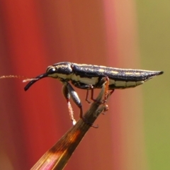 Rhinotia adelaidae (A belid weevil) at Braemar - 19 Feb 2023 by Curiosity