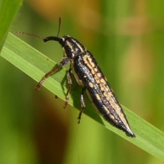 Rhinotia adelaidae at Braemar, NSW - 20 Feb 2023