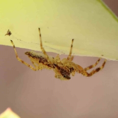 Helpis sp. (genus) (Unidentified Bronze Jumping Spider) at Dryandra St Woodland - 15 Jan 2023 by ConBoekel