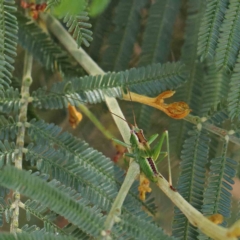 Conocephalomima barameda (False Meadow Katydid, Barameda) at Dryandra St Woodland - 15 Jan 2023 by ConBoekel