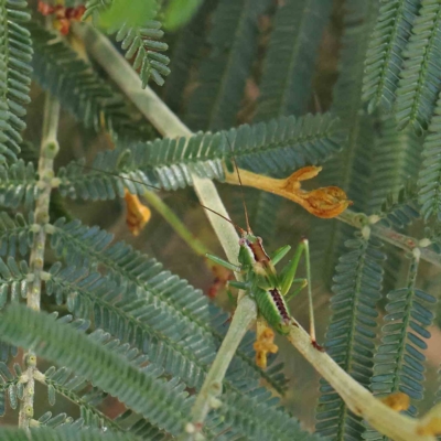 Conocephalomima barameda (False Meadow Katydid, Barameda) at Dryandra St Woodland - 15 Jan 2023 by ConBoekel